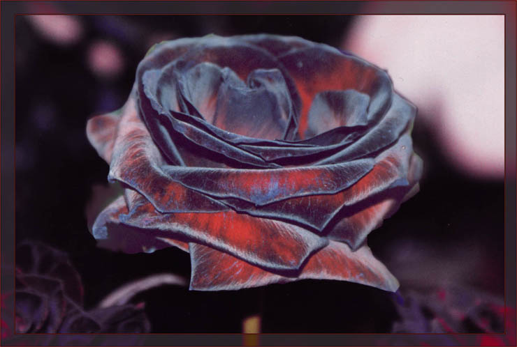 Black Rose