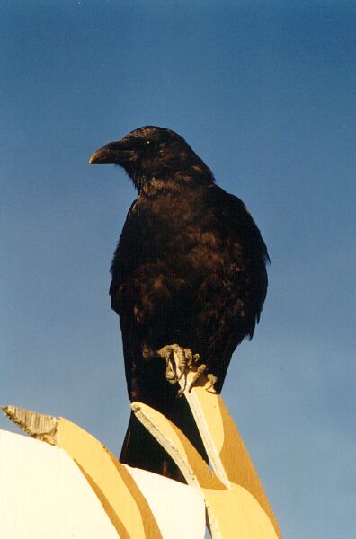 The Crow...