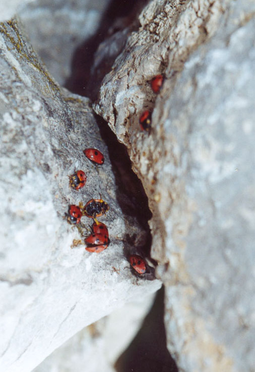 Ladybirds