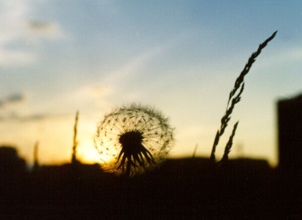 Dandelion...