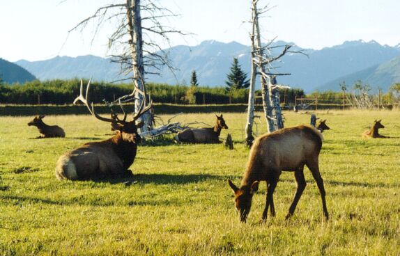 The Elks...