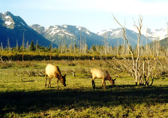 The Elks...