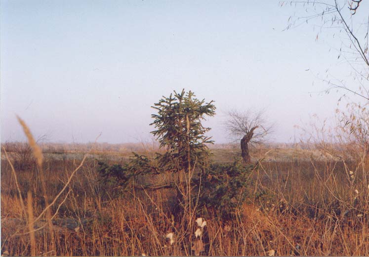 Fir-tree and some other tree...